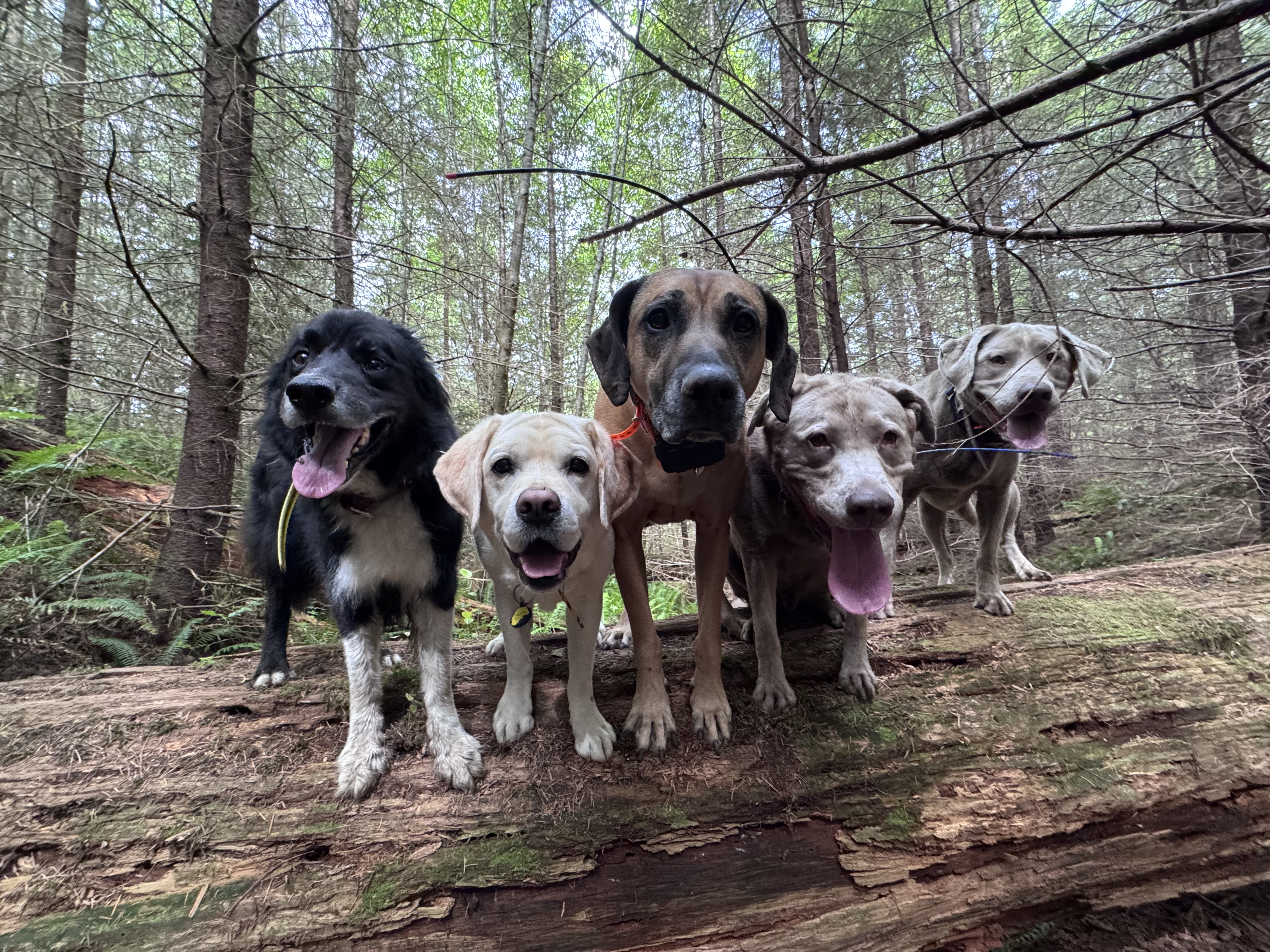 Four dogs exploring a forest trail together off-leash