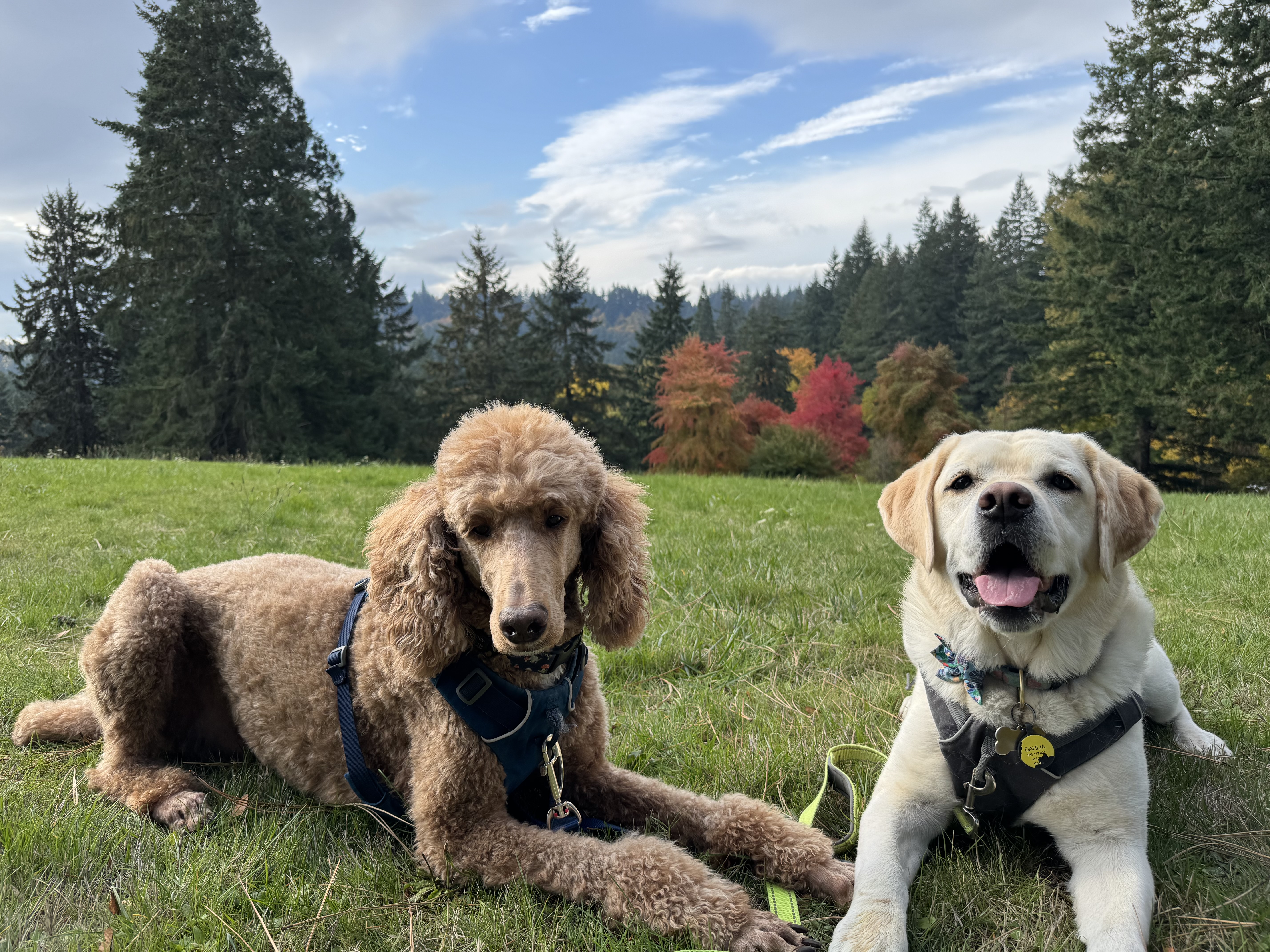 Two happy dogs relaxing together in a Portland park