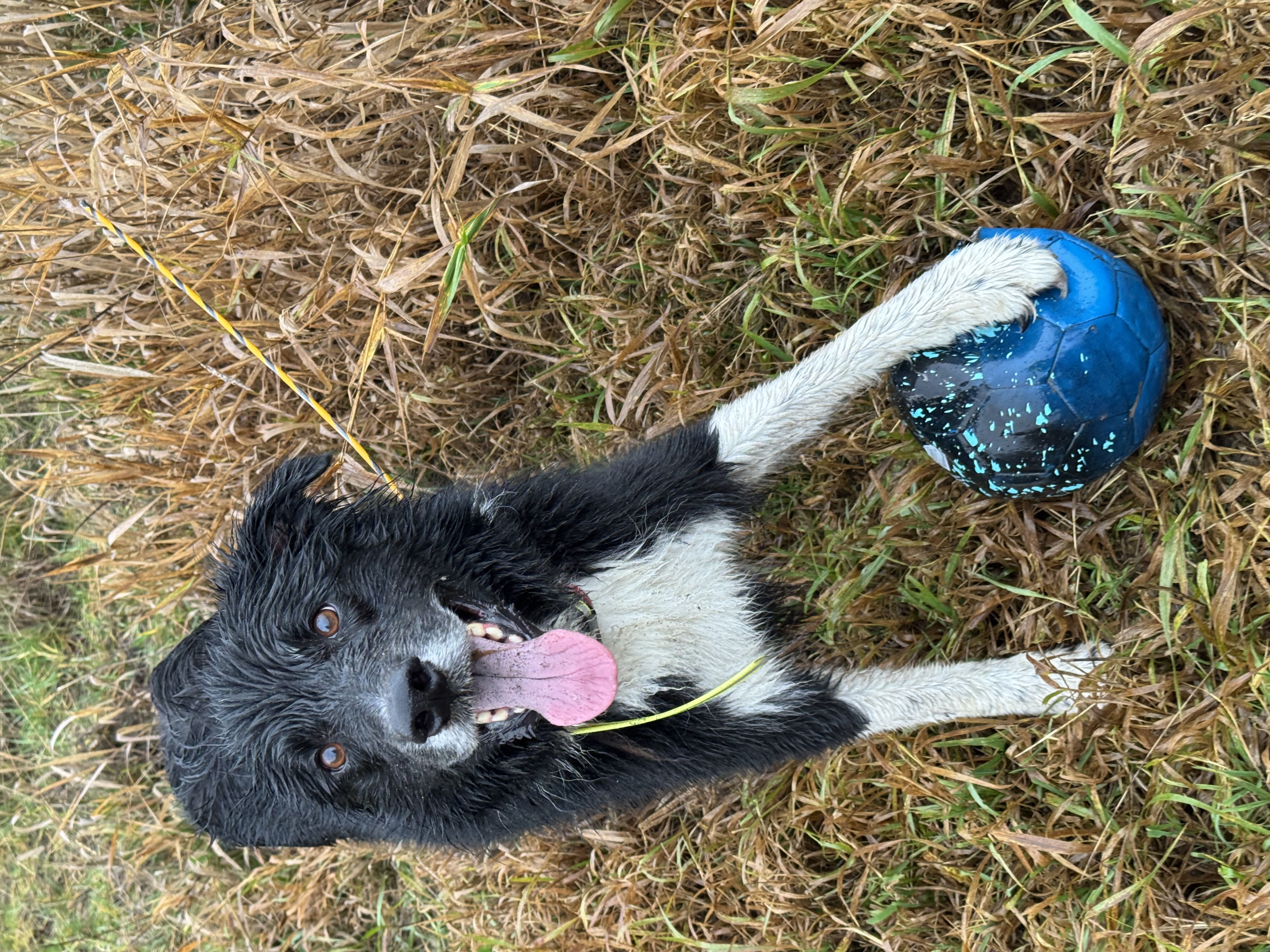 Happy dog playing with a ball outdoors