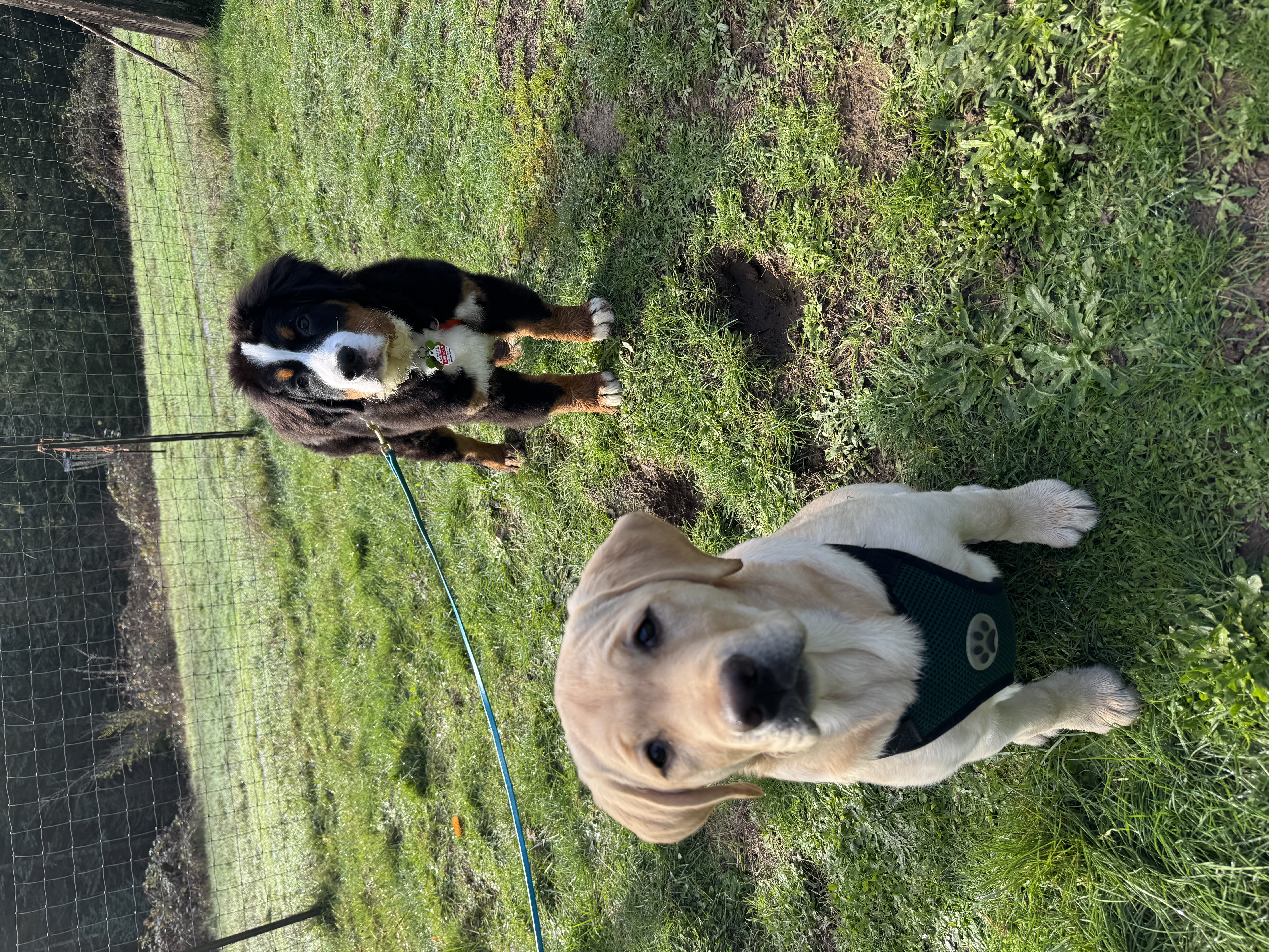 Two puppies on leashes exploring in a grassy yard